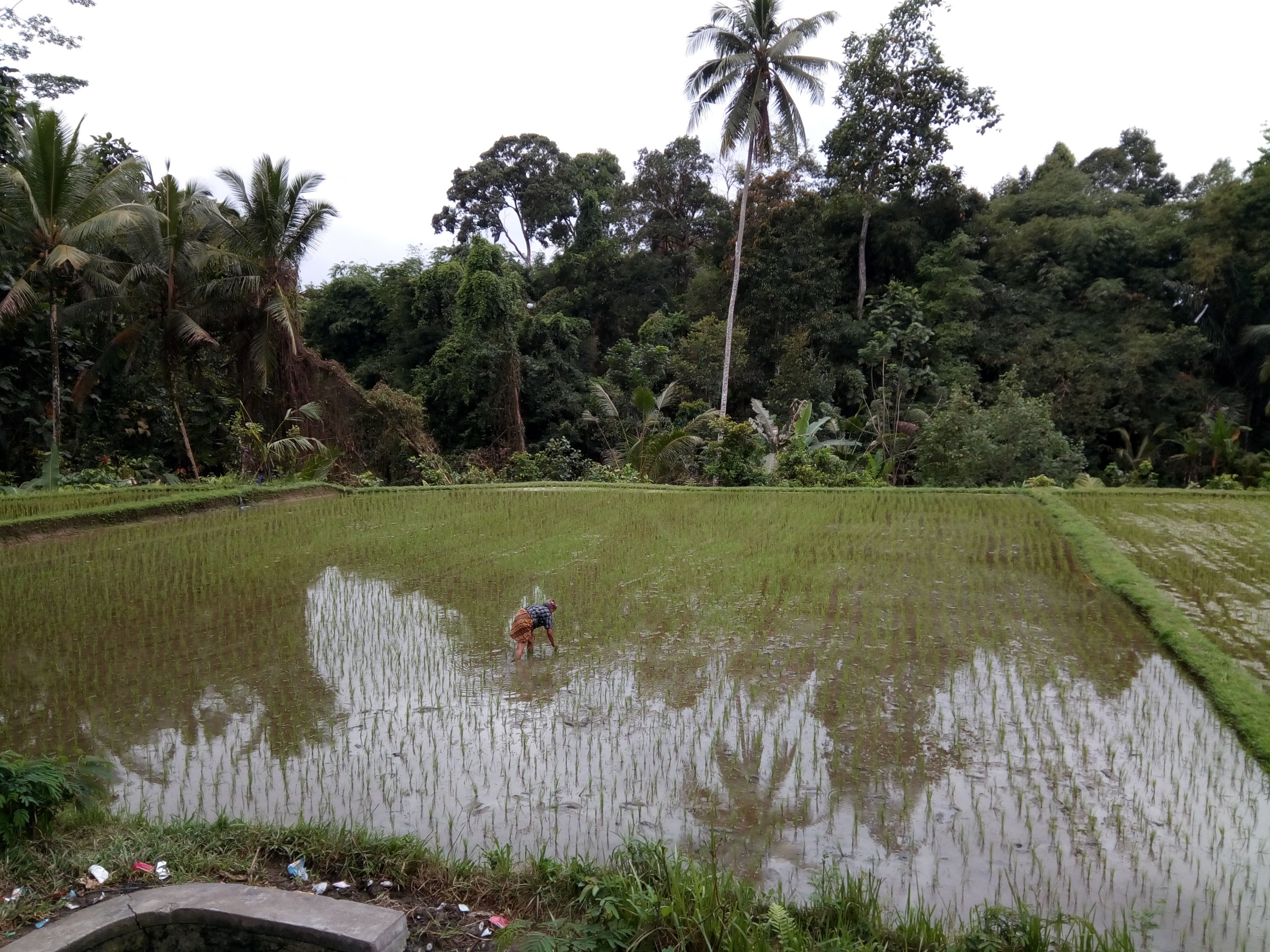 Rijstvelden op Bali